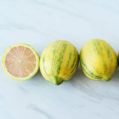 Pink Variegated Eureka Lemon Bush
