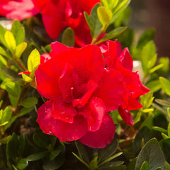 Autumn Bonfire® Encore® Azalea Shrub
