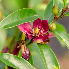 Southern Living® 'Stellar Ruby' Magnolia Tree