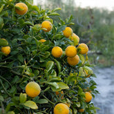 Weeping Dragon Orange Bush