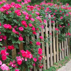 Double Pink Knock Out® Rose Shrub