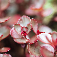 Dragon's Blood Sedum Plant