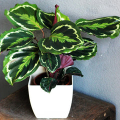 Calathea Medallion