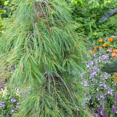 Angel Falls Eastern White Pine Tree