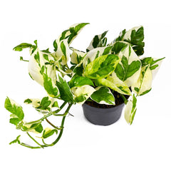 N'joy Pothos