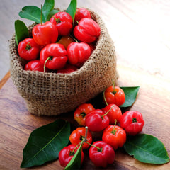 Barbados 'Acerola' Cherry Shrub