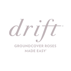 Apricot Drift® Rose