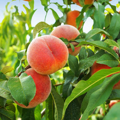 June Gold Peach Tree