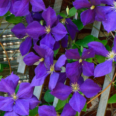Jackmanii Clematis Vine