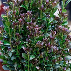 Southern Living® Red Sky™ Holly Shrub