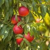 Sunglo Nectarine Tree