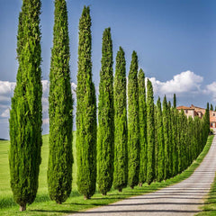 Italian Cypress Tree Arizona