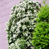 Snow Tower Columnar Dogwood Tree