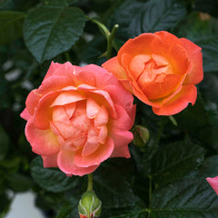 Orange Glow™ Knock Out® Rose Tree