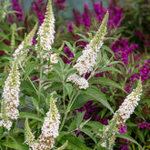 Southern Living® White Butterfly Towers™ Butterfly Bush