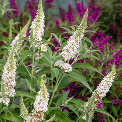 Southern Living® White Butterfly Towers™ Butterfly Bush