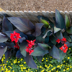 Canna Cannova® ‘Bronze Scarlet’ Lily Plant