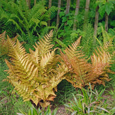 Brilliance Autumn Fern Plant