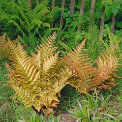 Brilliance Autumn Fern Plant