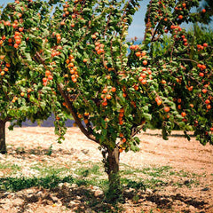 Blenheim Apricot Tree