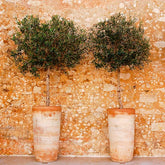 Lecciana Olive Tree