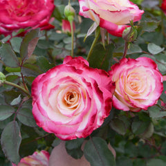White Lies™ Rose Shrub