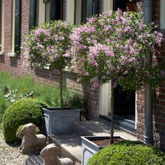 Proven Winners® Bloomerang® Lilac Tree