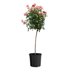 Polynesian Punch Rose Tree