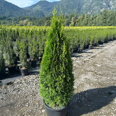 Emerald Petite™ Arborvitae Tree