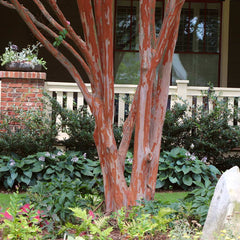Southern Living® Colorama™ Scarlet Crape Myrtle Tree
