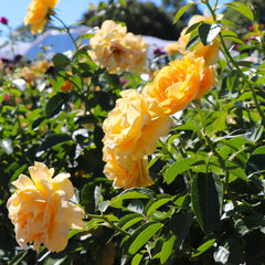 Julia Child Rose Tree