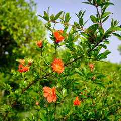 Wonderful Pomegranate Shrub
