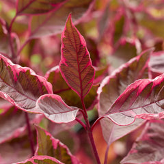 Proven Winners® Sgt. Pepper™ Dogwood Bush