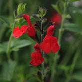 Better Versions® Radio Red Autumn Sage Plant