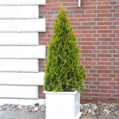 Southern Living® Highlights™ Arborvitae Thuja