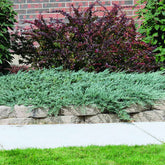 Blue Rug Juniper Groundcover