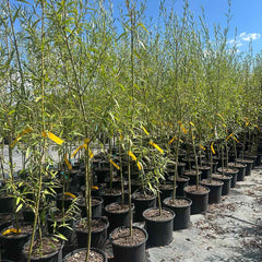 Willow Hybrid Tree