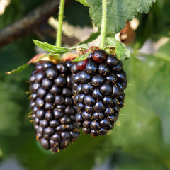 Sweetie Pie Thornless Blackberry Bush