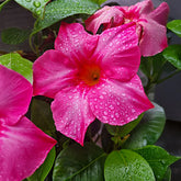 Pink Diplodenia Bush