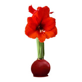 Cranberry Wax-Dipped Amaryllis Bulb with Sovereign Blooms
