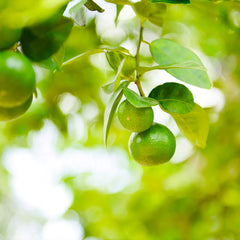 Key Lime Bush