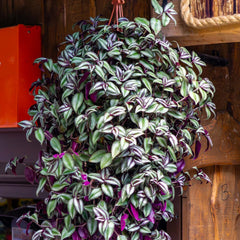 Silver Inch Plant