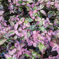 Proven Winners® Paisley Pup® Leucothoe