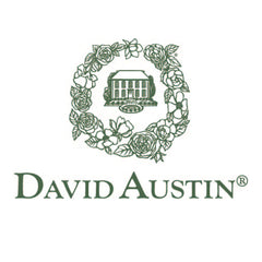 David Austin® Gabriel Oak™ Rose Shrub