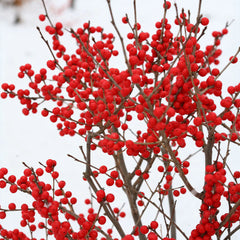 Proven Winners® Berry Poppins® Holly Shrub