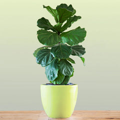 Bambino Fiddle Leaf Fig