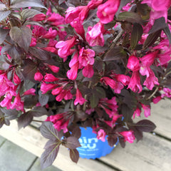 Stunner® Weigela