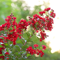 Southern Living® Colorama™ Scarlet Crape Myrtle Tree