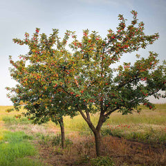 Romeo and Juliet™ Dwarf Cherry Bush