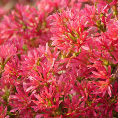 Proven Winners® Temple of Bloom® Seven-Son